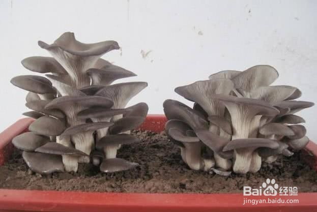 白蘑菇清洗方法