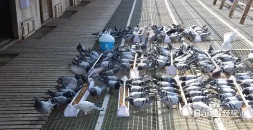 鸽子缺乏维生素的相应症状有哪些?