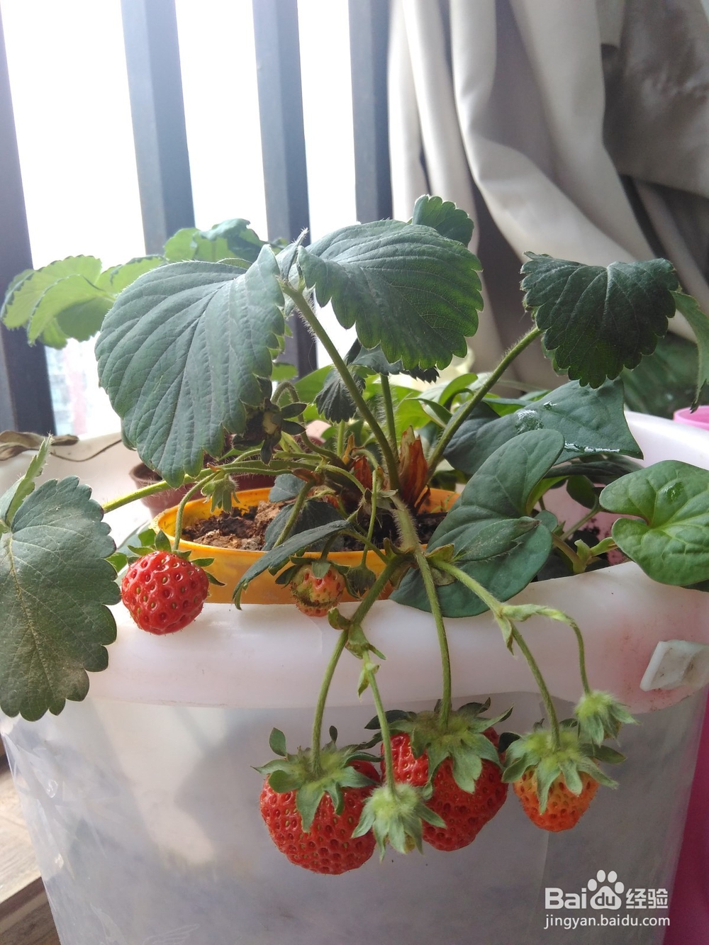 自家种的草莓