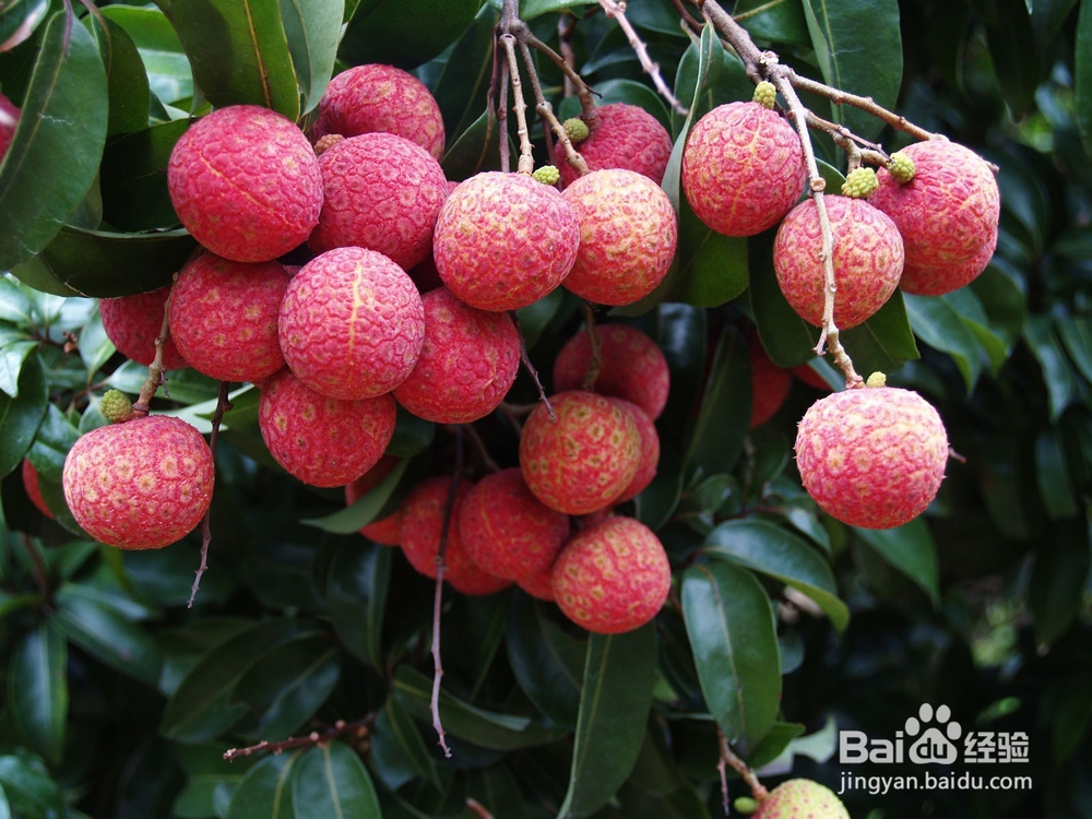 怎样挑选新鲜荔枝 选购荔枝7大技巧