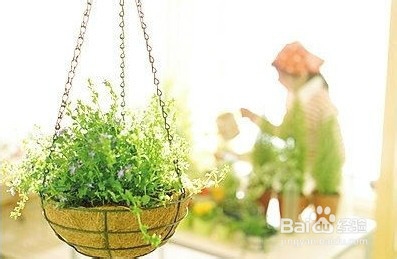 冬季浇花的“三忌五宜