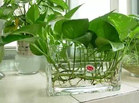 生活 对家中有益的植物