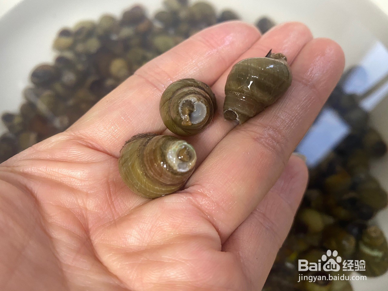 香辣炒螺蛳怎么做