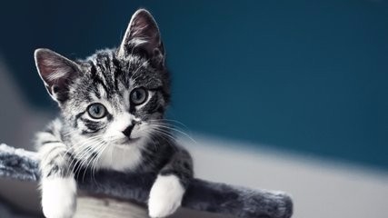 收养9猫相继摔死给我们的启示