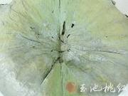 养生保健餐—荷叶粉蒸鸭