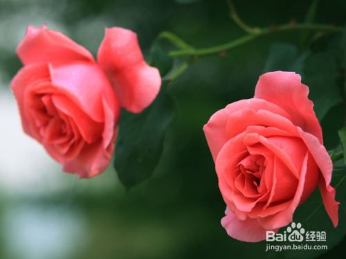 月季花的功效与作用 百度经验