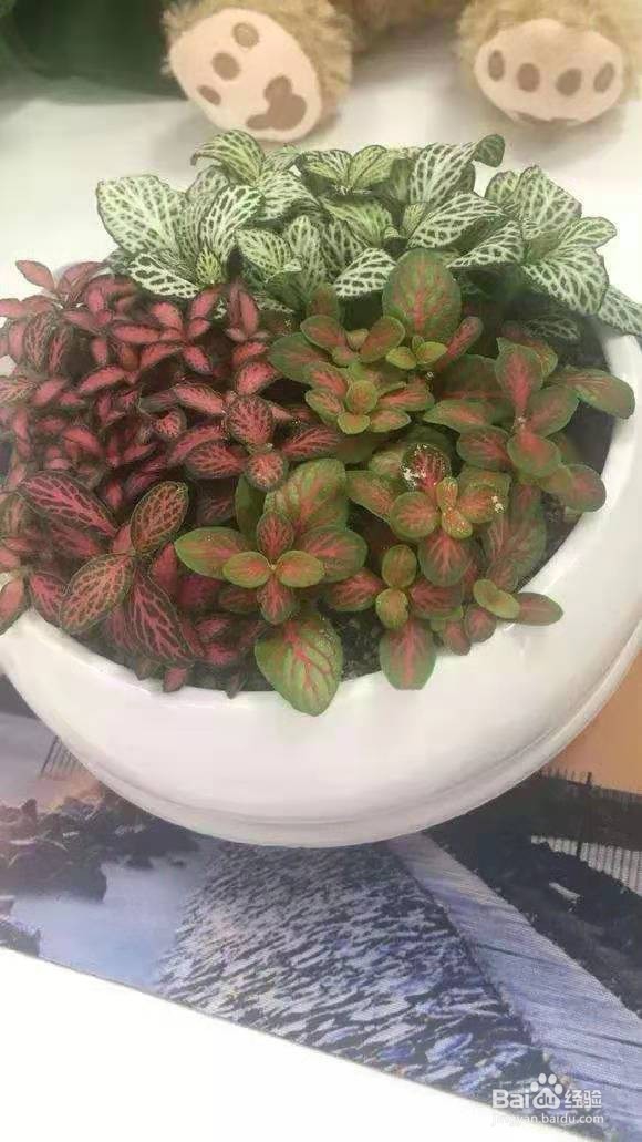 现在流行“种草”了,叶子比花还好看!