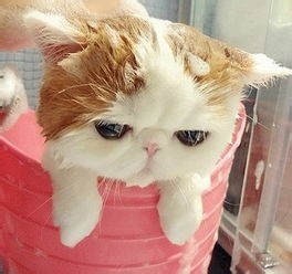 教大家如何养猫猫