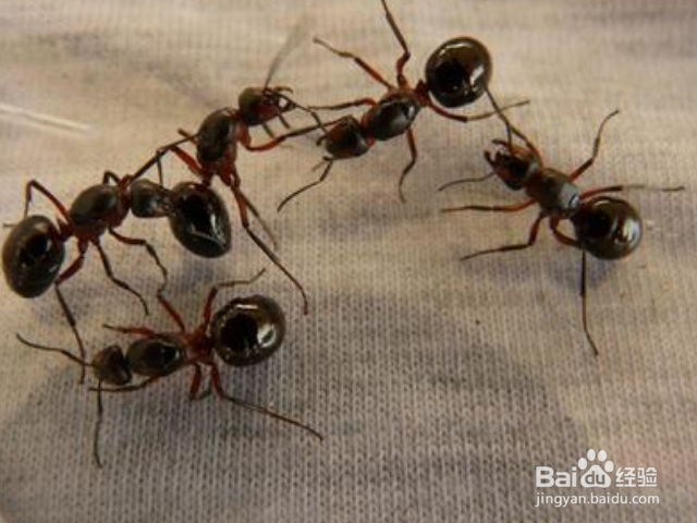 木蚁怎样识别？