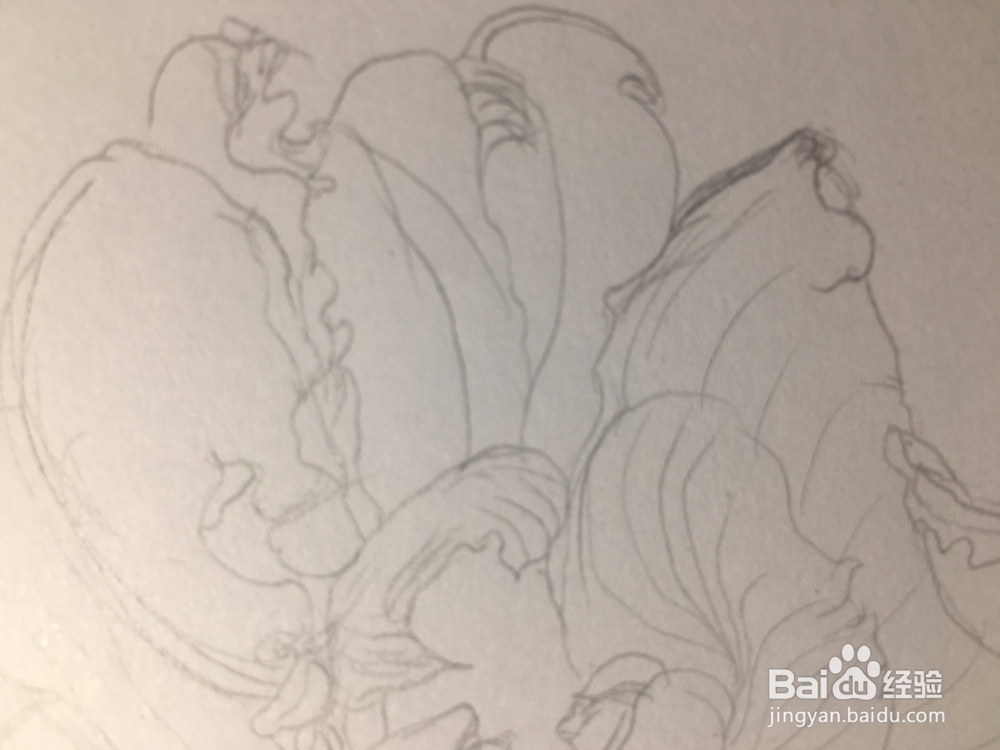 月季花的画法 月季简笔画 三朵月季的线描画教程