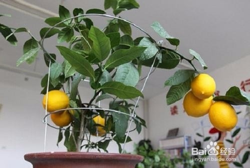盆栽柠檬树如何养护最恰当呢