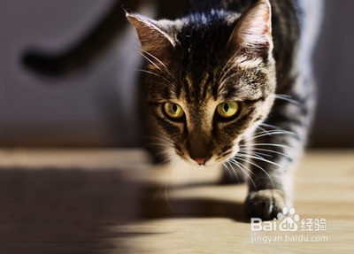 怎么样选购猫咪：[7]怎样辨别纯种猫咪