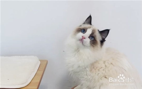 布偶猫怎么能配出双色?