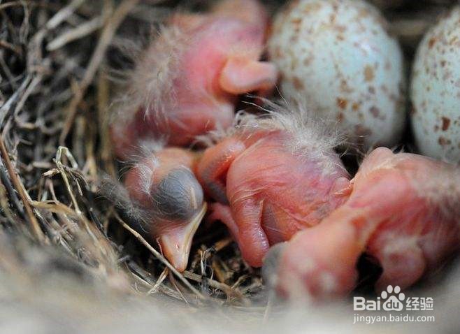 刚破壳的幼鸟怎么养