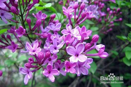 丁香花的养殖方法和注意事项