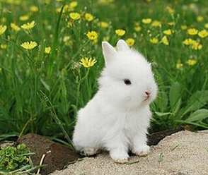 怎么养兔子，可爱的兔兔哟