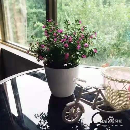 秋播动人心，尤其是这些花草，很容易开成球