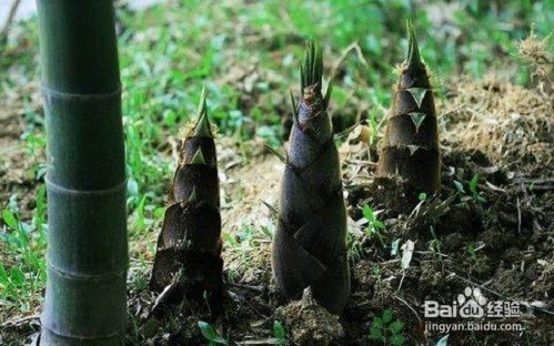 竹笋的作用以及食用禁忌