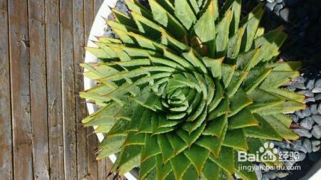 芦荟胖到爆炸,花朵开满了盆,就是用了这个方法!