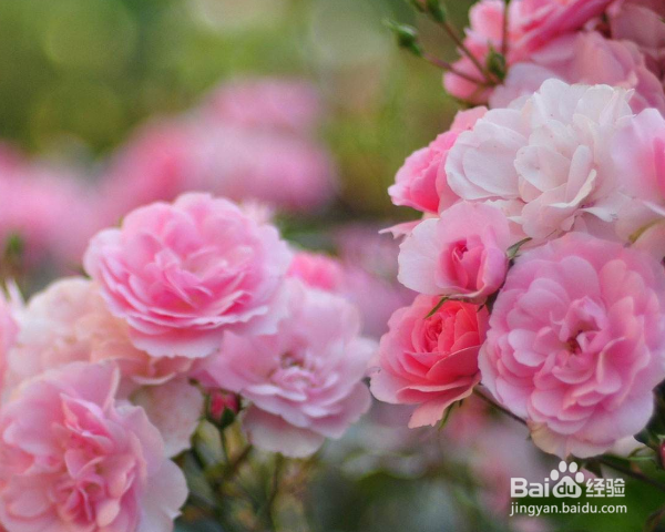 蔷薇怎么养殖？