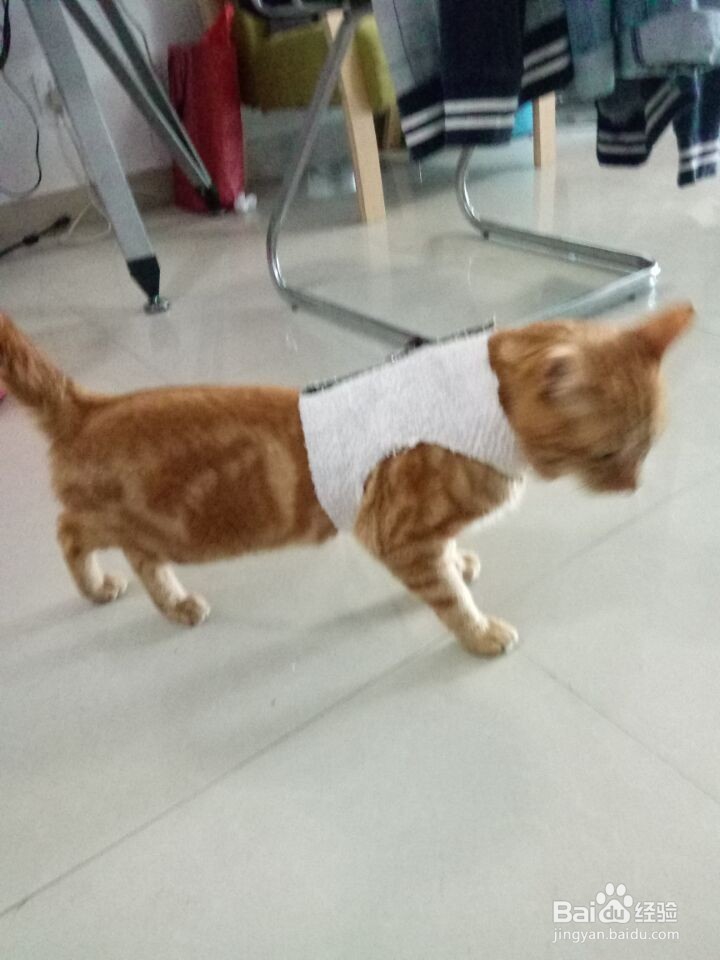 如何自己制作溜猫绳