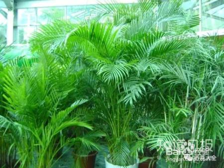 雾霾天,这20种花摆在家里最吸霾!