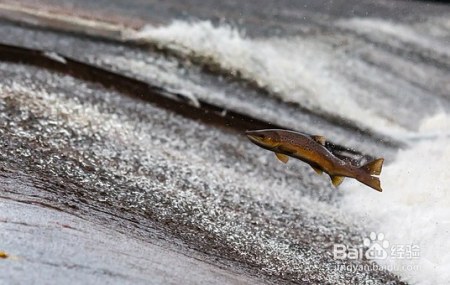 三文鱼的冷知识及食用方法