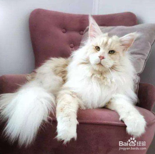 缅因猫不能吃什么 绝对禁食的食品