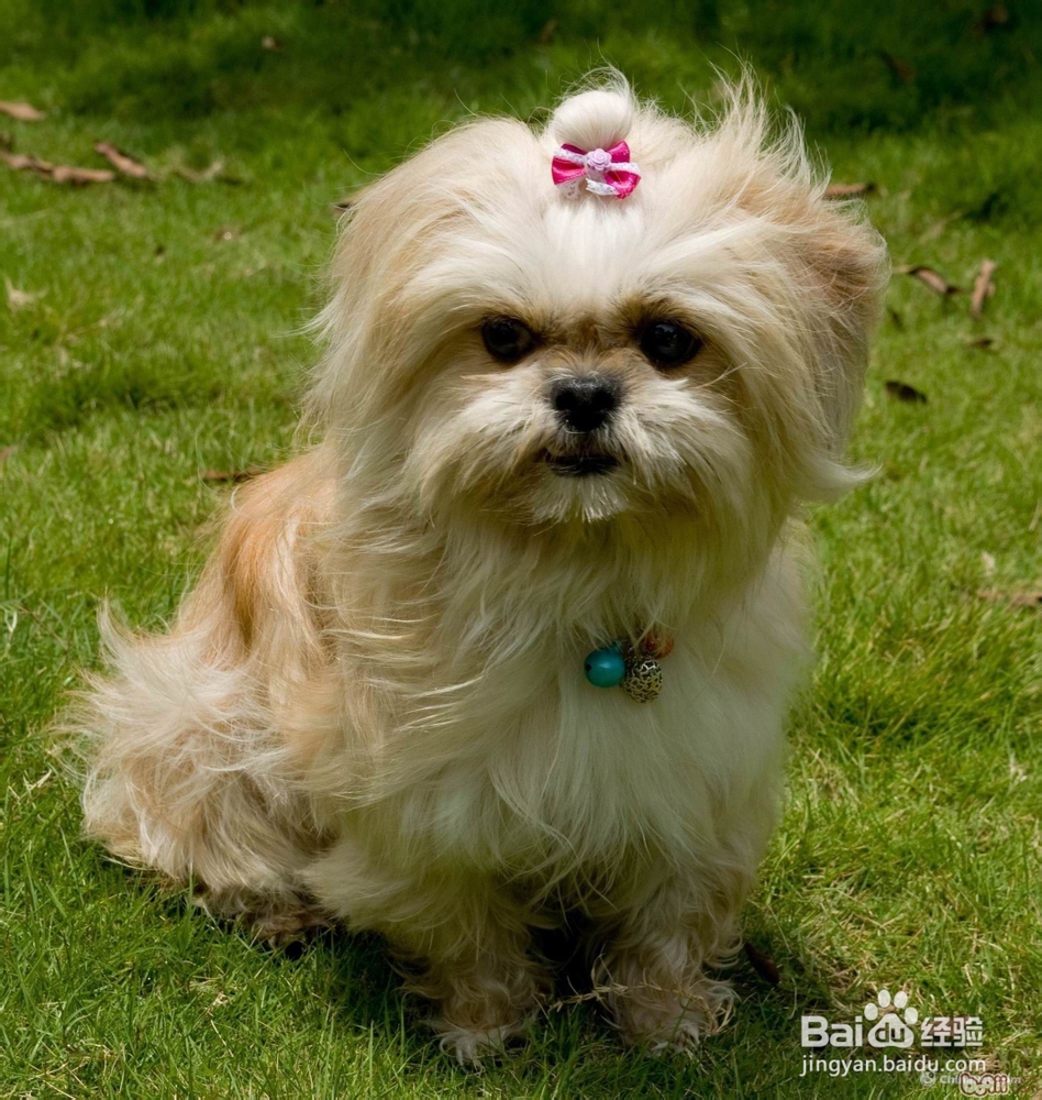 怎样给西施犬拔耳毛？