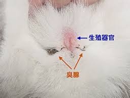 肉类的几个部位千万别吃！