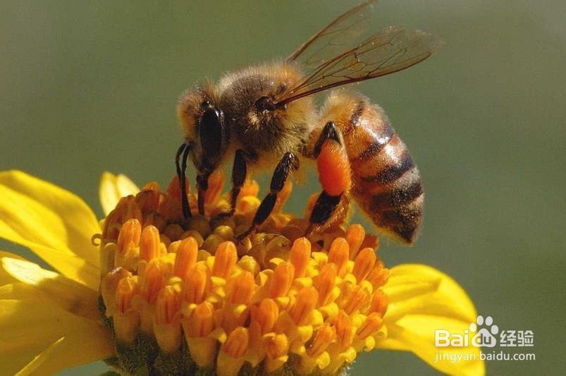 什么是蜂蜜?蜂蜜是怎么酿造出来的?