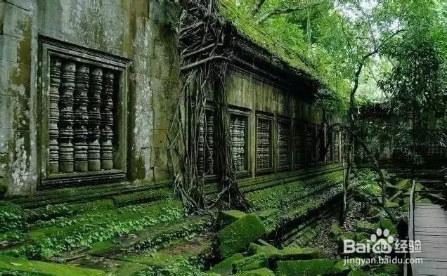 北方苔藓怎么养