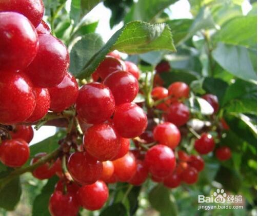 想提高孩子免疫力该怎么吃？