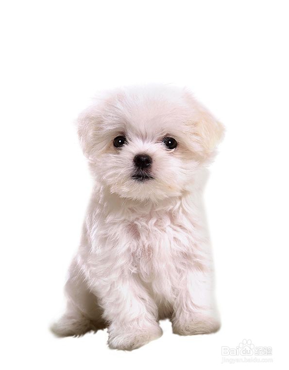 PS教你如何制作时尚汪星人