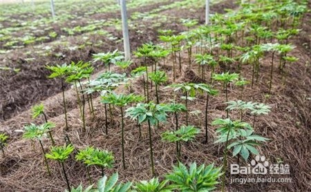 三七的功效与作用,不知道的点击查看