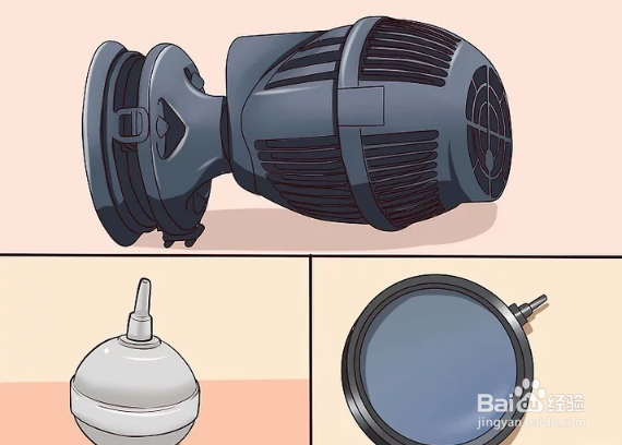 如何治疗和预防热带鱼的白点病