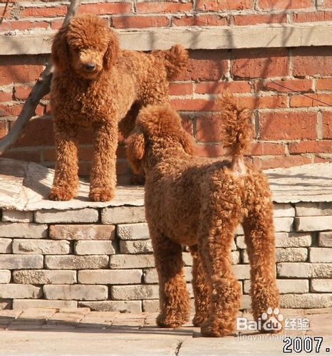 不要频繁更换大龄泰迪狗狗的食物