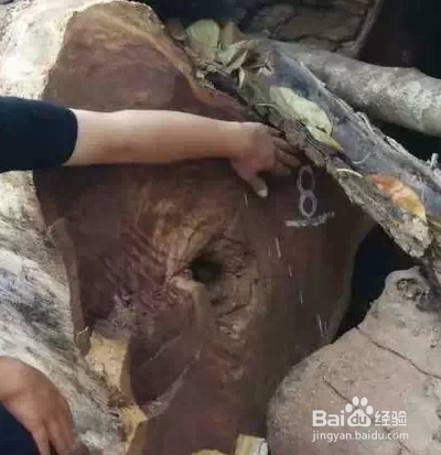 小叶紫檀产地哪里的比较好