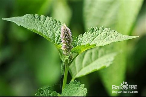 藿香的养殖技巧和注意事项有什么?