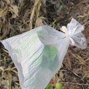 利用户外植物取得饮用水的方法