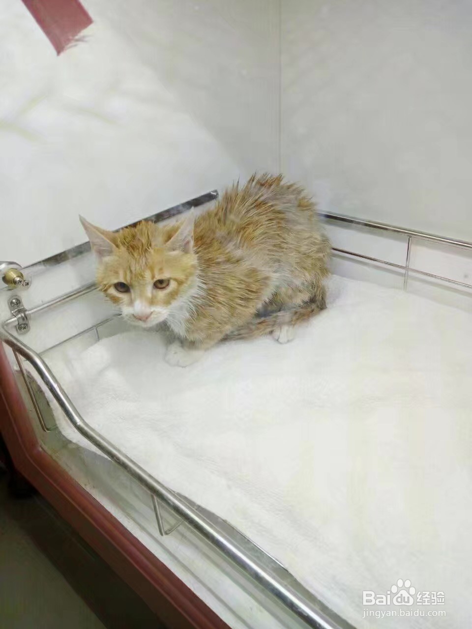 第一次给猫咪洗澡要怎么做？