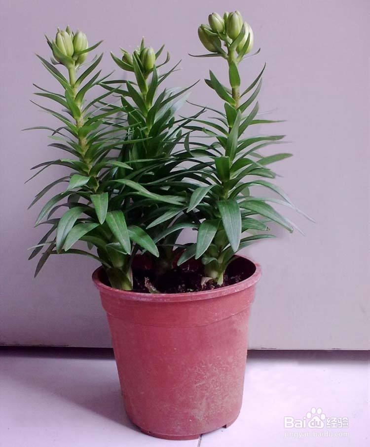 如何种植百合花