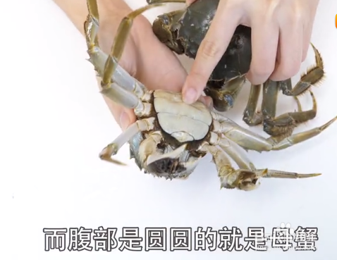 如何挑选大闸蟹才是最新鲜的？
