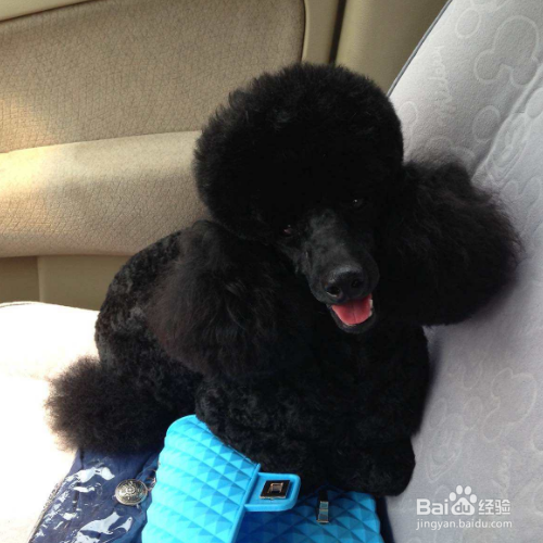 养贵宾犬要注意哪些事项