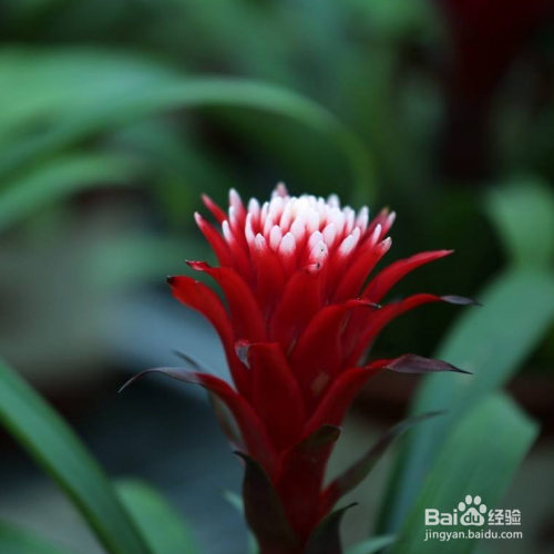 水塔花枯萎了怎么处理?