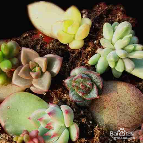 多肉叶插苗移盆步骤有哪些？