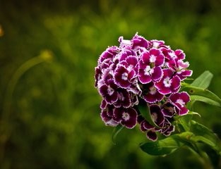 怎样培育香石竹新品种?