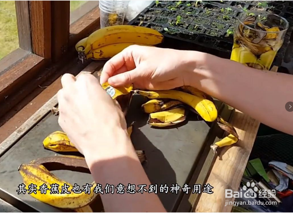 <b>生活小妙招：香蕉皮的大作用</b>