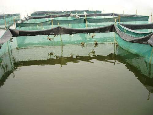 探秘阳澄湖大闸蟹养殖基地