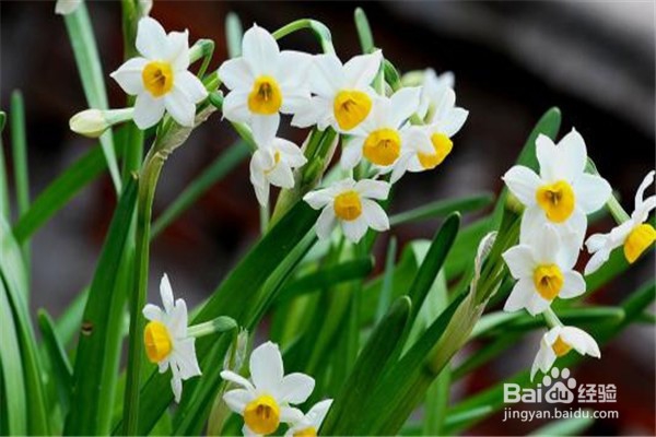 水仙花的养殖方法和注意事项有什么?